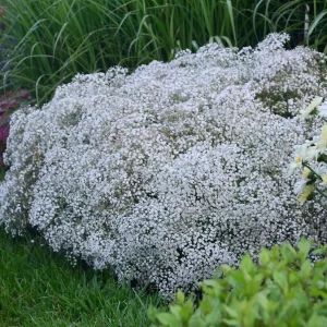 Gypsophila paniculata 'Summer Sparkles' Live Plant 4.5 inch Pot Outdoor - Image 3
