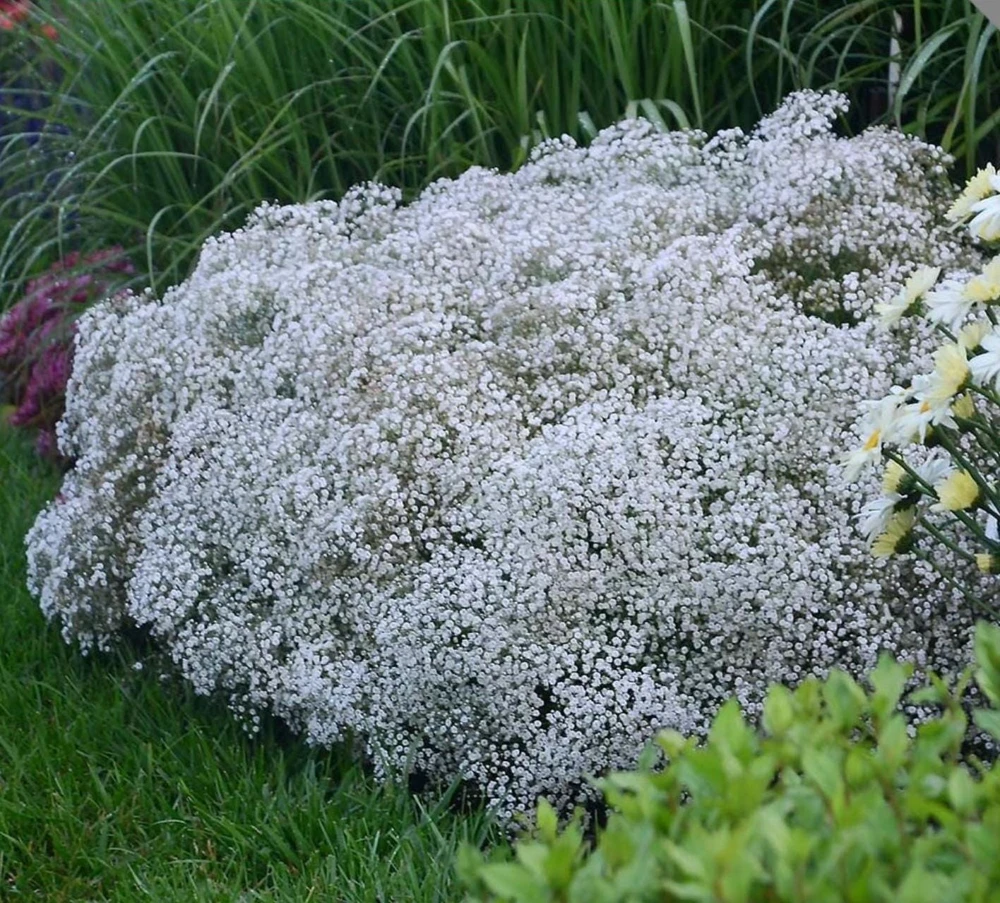 Gypsophila paniculata 'Summer Sparkles' Live Plant 4.5 inch Pot Outdoor - Image 3