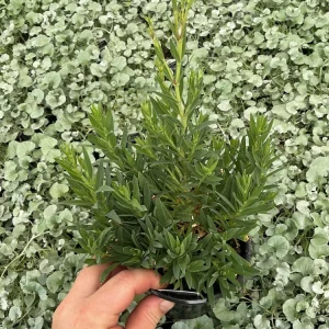 Gypsophila paniculata 'Summer Sparkles' Live Plant 4.5 inch Pot Outdoor - Image 4