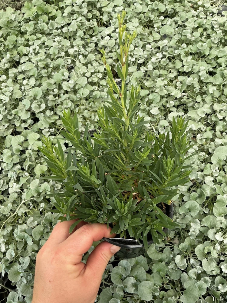 Gypsophila paniculata 'Summer Sparkles' Live Plant 4.5 inch Pot Outdoor - Image 4