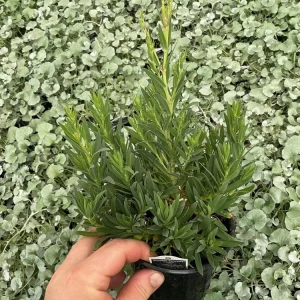 Gypsophila paniculata 'Summer Sparkles' Live Plant 4.5 inch Pot Outdoor - Image 5