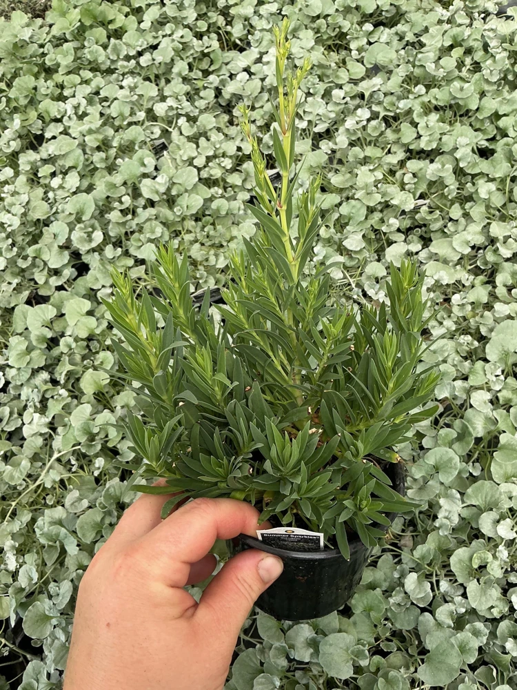 Gypsophila paniculata 'Summer Sparkles' Live Plant 4.5 inch Pot Outdoor - Image 5