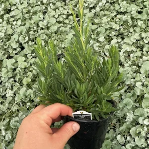 Gypsophila paniculata 'Summer Sparkles' Live Plant 4.5 inch Pot Outdoor - Image 6