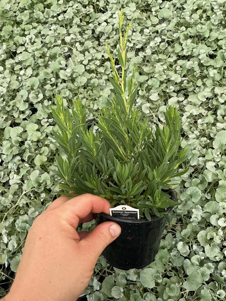 Gypsophila paniculata 'Summer Sparkles' Live Plant 4.5 inch Pot Outdoor - Image 6