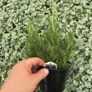 Gypsophila paniculata 'Summer Sparkles' Live Plant 4.5 inch Pot Outdoor - Image 7