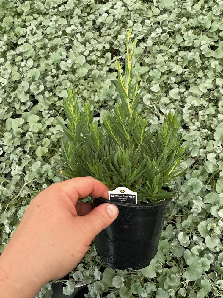 Gypsophila paniculata 'Summer Sparkles' Live Plant 4.5 inch Pot Outdoor - Image 7