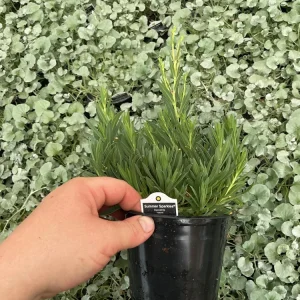 Gypsophila paniculata 'Summer Sparkles' Live Plant 4.5 inch Pot Outdoor - Image 8