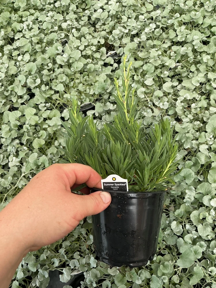 Gypsophila paniculata 'Summer Sparkles' Live Plant 4.5 inch Pot Outdoor - Image 8