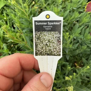 Gypsophila paniculata 'Summer Sparkles' Live Plant 4.5 inch Pot Outdoor - Image 9