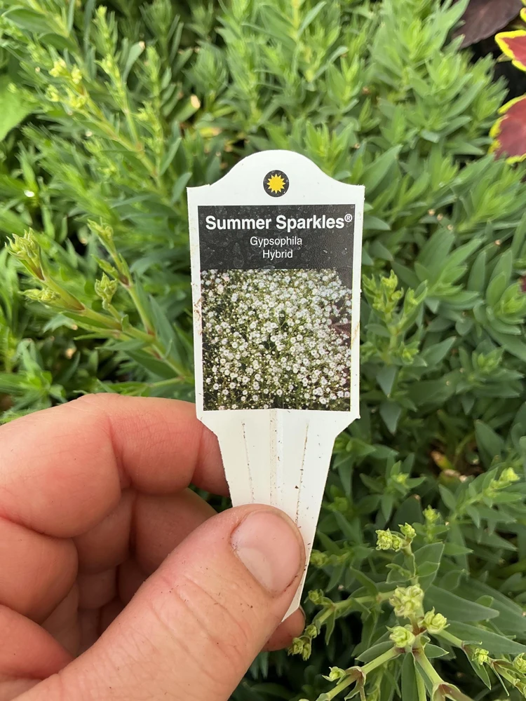 Gypsophila paniculata 'Summer Sparkles' Live Plant 4.5 inch Pot Outdoor - Image 9
