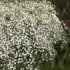 Gypsophila paniculata 'Summer Sparkles' Live Plant 4.5 inch Pot Outdoor - Image 1