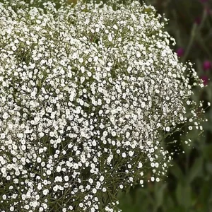 Gypsophila paniculata 'Summer Sparkles' Live Plant 4.5 inch Pot Outdoor - Image 1