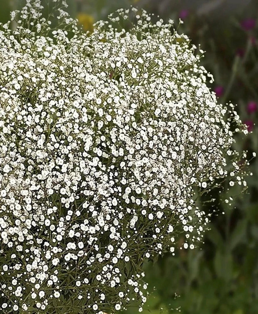 Gypsophila paniculata 'Summer Sparkles' Live Plant 4.5 inch Pot Outdoor - Image 1