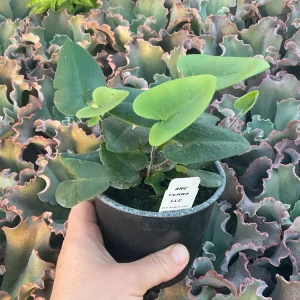 Heart Fern Live Plant – 4.5