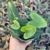 Heart Fern Live Plant – 4.5" Pot – Indoor – Hemionitis arifolia - Image 1