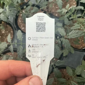 Heartbreakers Vallery Tomato Live Plant – 4.5 inch Nursery Pot – Outdoor Garden - Image 10