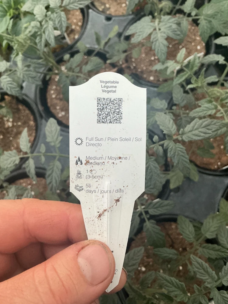 Heartbreakers Vallery Tomato Live Plant – 4.5 inch Nursery Pot – Outdoor Garden - Image 10