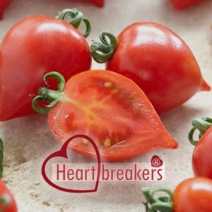 Heartbreakers Vallery Tomato Live Plant – 4.5 inch Nursery Pot – Outdoor Garden - Image 2