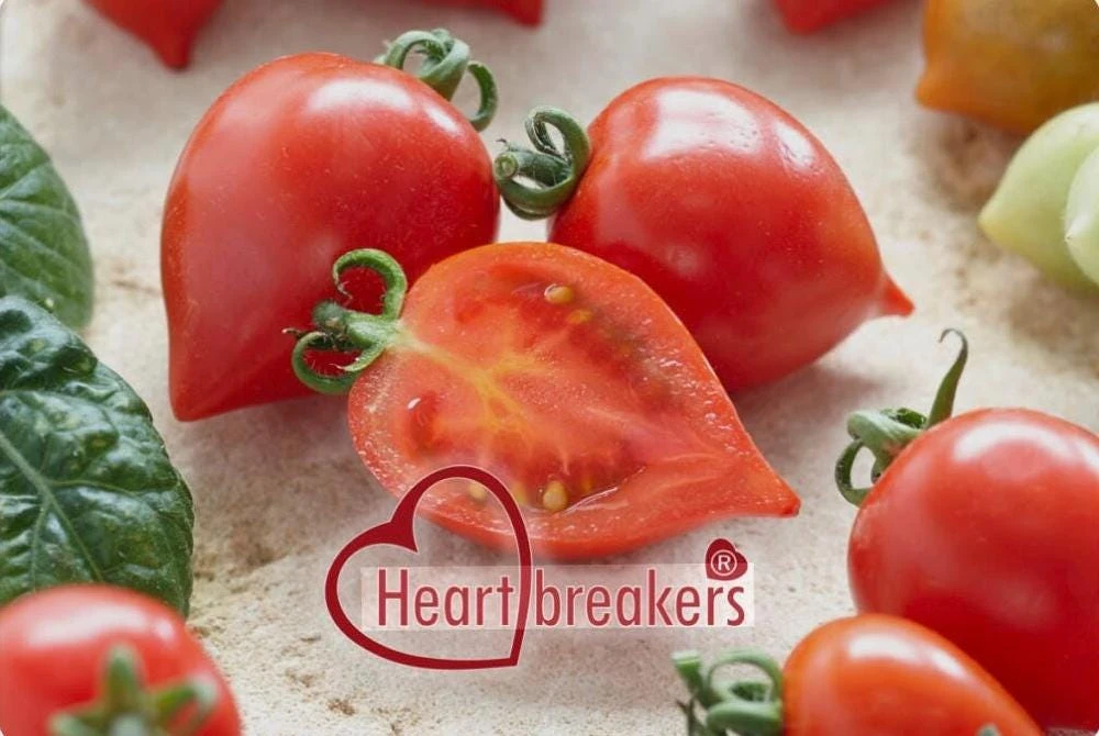 Heartbreakers Vallery Tomato Live Plant – 4.5 inch Nursery Pot – Outdoor Garden - Image 2