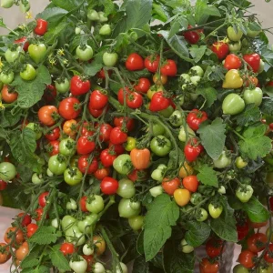 Heartbreakers Vallery Tomato Live Plant – 4.5 inch Nursery Pot – Outdoor Garden - Image 3