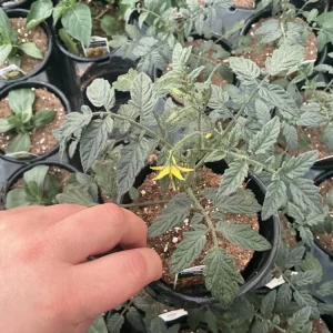 Heartbreakers Vallery Tomato Live Plant – 4.5 inch Nursery Pot – Outdoor Garden - Image 4