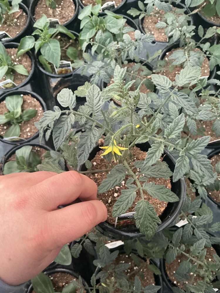 Heartbreakers Vallery Tomato Live Plant – 4.5 inch Nursery Pot – Outdoor Garden - Image 4