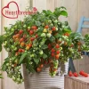 Heartbreakers Vallery Tomato Live Plant – 4.5 inch Nursery Pot – Outdoor Garden - Image 1