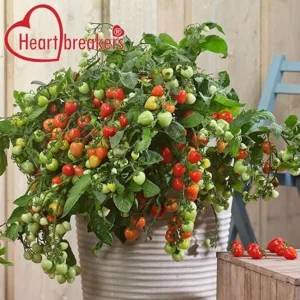 Heartbreakers Vallery Tomato Live Plant – 4.5 inch Nursery Pot – Outdoor Garden - Image 1