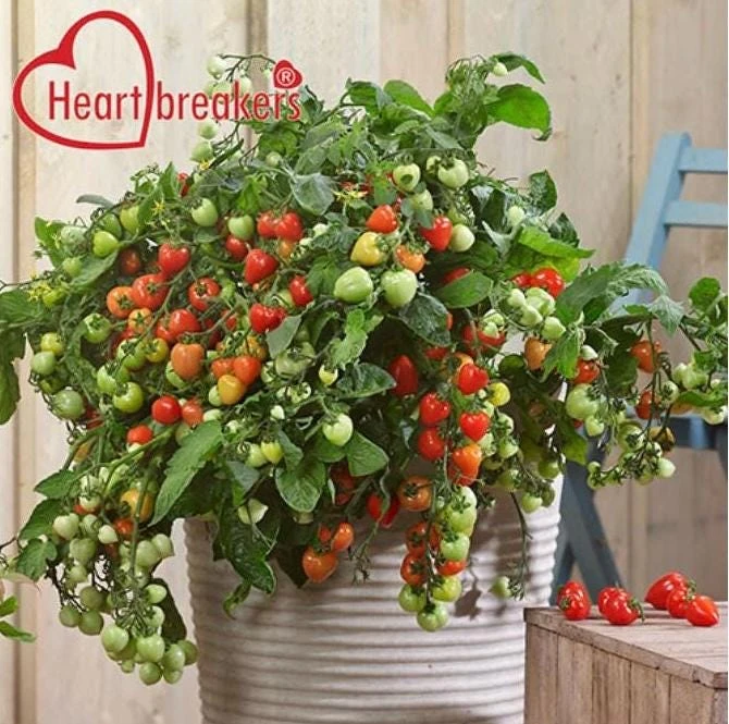 Heartbreakers Vallery Tomato Live Plant – 4.5 inch Nursery Pot – Outdoor Garden - Image 1