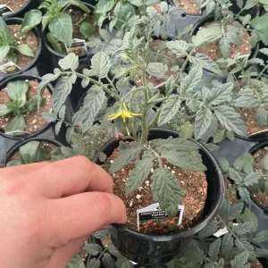 Heartbreakers Vallery Tomato Live Plant – 4.5 inch Nursery Pot – Outdoor Garden - Image 5