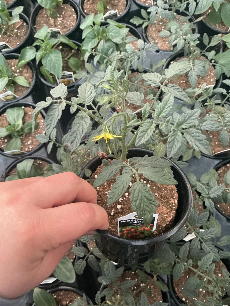 Heartbreakers Vallery Tomato Live Plant – 4.5 inch Nursery Pot – Outdoor Garden - Image 5