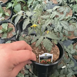 Heartbreakers Vallery Tomato Live Plant – 4.5 inch Nursery Pot – Outdoor Garden - Image 6