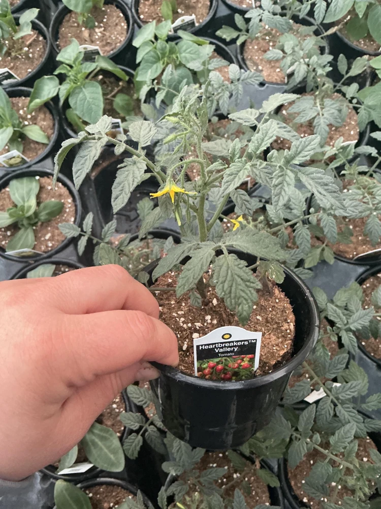 Heartbreakers Vallery Tomato Live Plant – 4.5 inch Nursery Pot – Outdoor Garden - Image 6