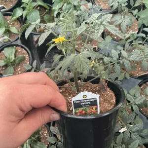 Heartbreakers Vallery Tomato Live Plant – 4.5 inch Nursery Pot – Outdoor Garden - Image 7