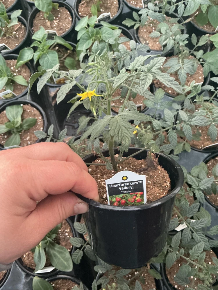 Heartbreakers Vallery Tomato Live Plant – 4.5 inch Nursery Pot – Outdoor Garden - Image 7
