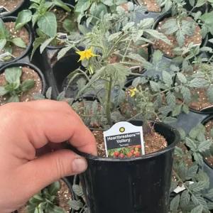 Heartbreakers Vallery Tomato Live Plant – 4.5 inch Nursery Pot – Outdoor Garden - Image 8