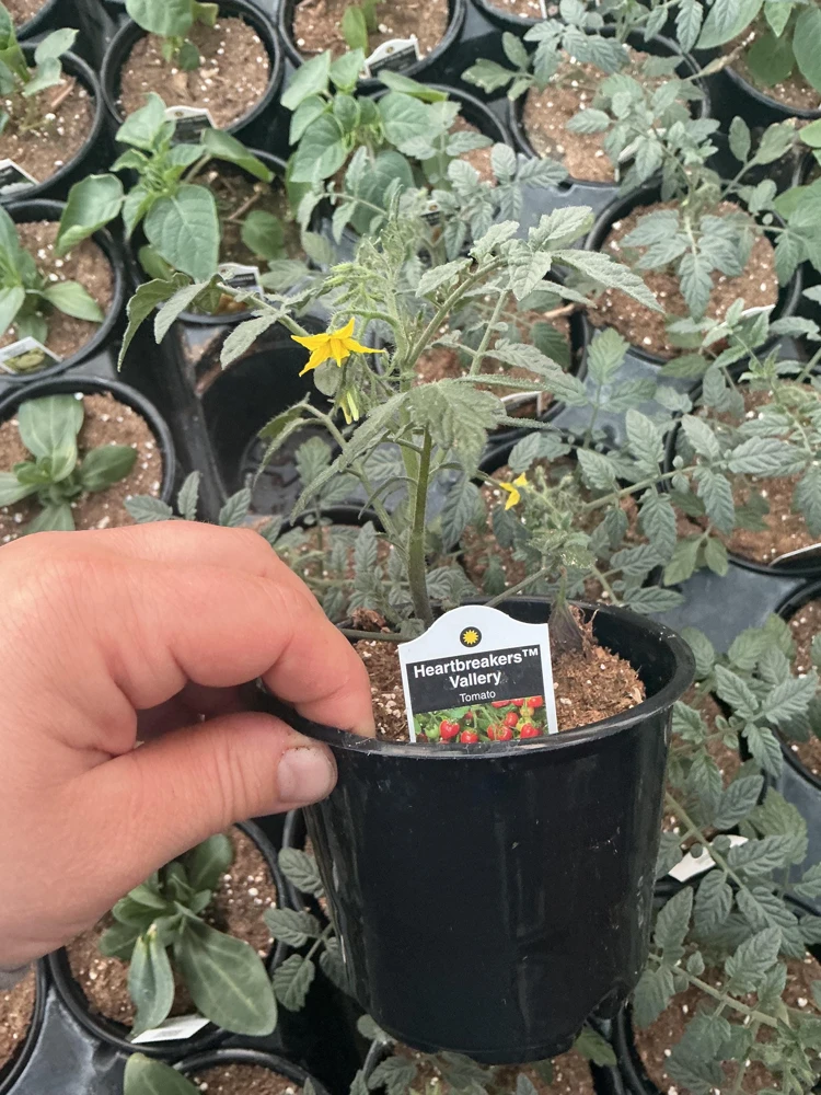 Heartbreakers Vallery Tomato Live Plant – 4.5 inch Nursery Pot – Outdoor Garden - Image 8