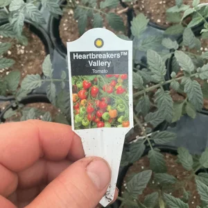 Heartbreakers Vallery Tomato Live Plant – 4.5 inch Nursery Pot – Outdoor Garden - Image 9