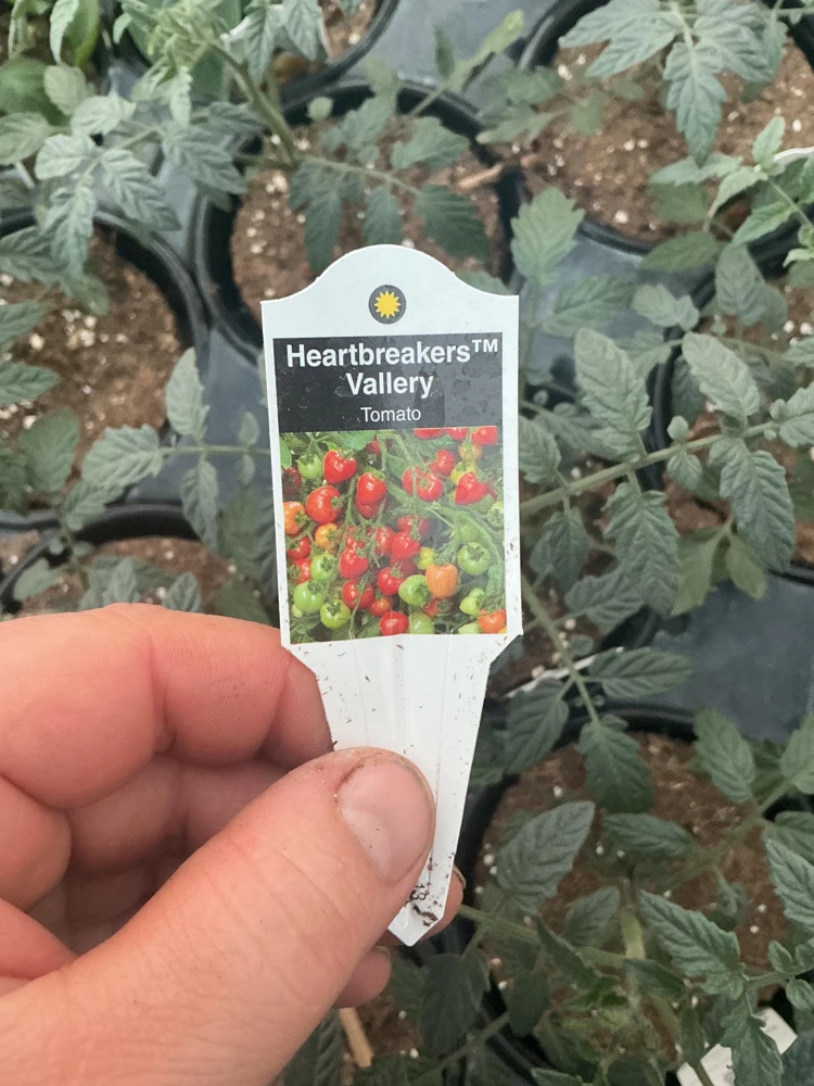 Heartbreakers Vallery Tomato Live Plant – 4.5 inch Nursery Pot – Outdoor Garden - Image 9
