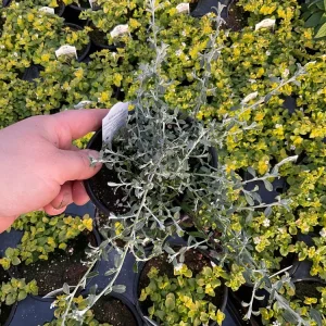Helichrysum petiolare Silverstar Live Plant – 4.5 inch Pot – Trailing Foliage - Image 2