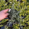 Helichrysum petiolare Silverstar Live Plant – 4.5 inch Pot – Trailing Foliage - Image 1