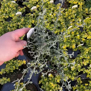 Helichrysum petiolare Silverstar Live Plant – 4.5 inch Pot – Trailing Foliage - Image 1