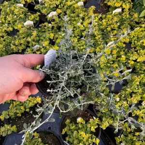 Helichrysum petiolare Silverstar Live Plant – 4.5 inch Pot – Trailing Foliage - Image 3
