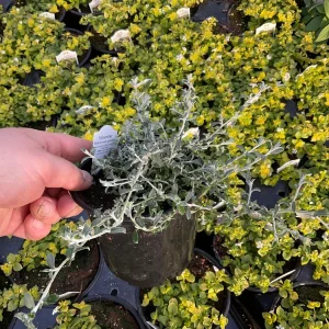 Helichrysum petiolare Silverstar Live Plant – 4.5 inch Pot – Trailing Foliage - Image 4