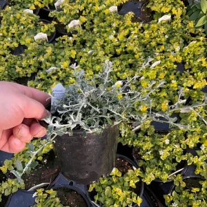 Helichrysum petiolare Silverstar Live Plant – 4.5 inch Pot – Trailing Foliage - Image 5