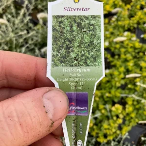 Helichrysum petiolare Silverstar Live Plant – 4.5 inch Pot – Trailing Foliage - Image 6