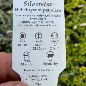 Helichrysum petiolare Silverstar Live Plant – 4.5 inch Pot – Trailing Foliage - Image 7