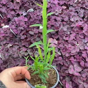 Homalocladium Ribbons & Curls Live Plant – 4.5