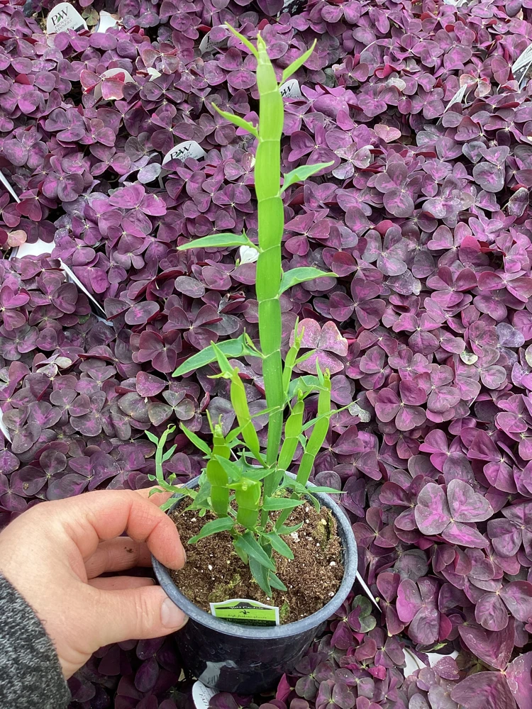 Homalocladium Ribbons & Curls Live Plant – 4.5" Nursery Pot – Unique Indoor Foliage - Image 10