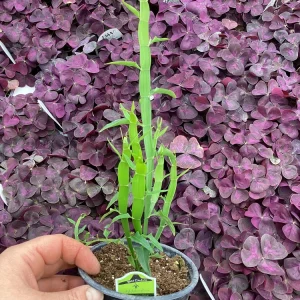 Homalocladium Ribbons & Curls Live Plant – 4.5